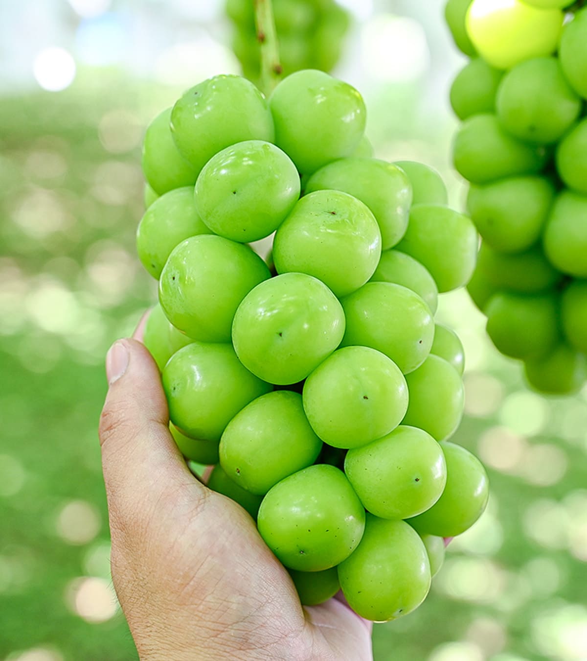 シャインマスカット