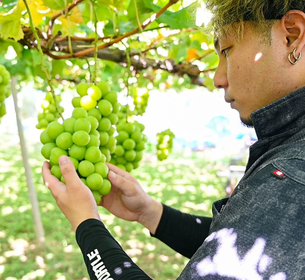 シャインマスカットを収穫する飯室農園の代表